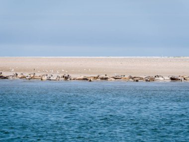 Grey and common seals resting on sand flats of Rif in tidal sea Waddensea, Netherlands clipart