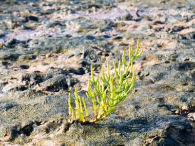 Waddensea, Hollanda'nın tuz bataklığı üzerinde büyüyen uzun çivili glasswort, Salicornia procumbens,