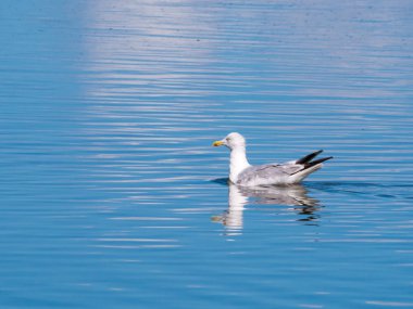 Avrupa ringa martı Larus argentatus, su, Hollanda