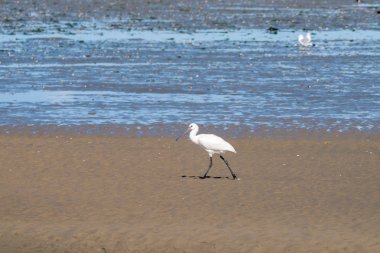 Bayağı kaşıkçı, sandflat düşük gelgit Hollanda Wadden Denizi üzerinde yürüyen Platalea leucorodia