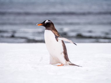 Gentoo pengueni, Pygoscelis papua, karda yürüme Mikkelsen Harbour, Trinity Adası, Antarktika Yarımadası, Antarktika'nın Batı kıyısı portresi