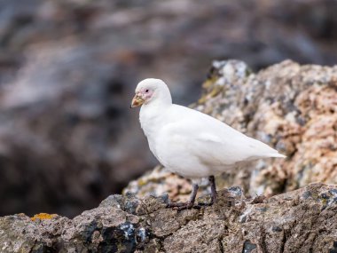 Hannah noktası, Livingston Adası, Güney Shetland Adaları, Antarktika kayaların üzerinde duran sheathbill, soluk yüzlü Chionis albus, portresi