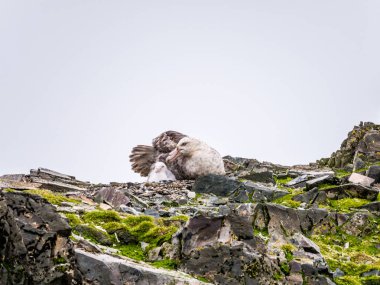 Güney dev kuşu, Macronectes giganteus, Yetişkin ve civciv yuvası, Hannah noktası, Livingston Adası, Güney Shetland Adaları, Antarktika üzerinde