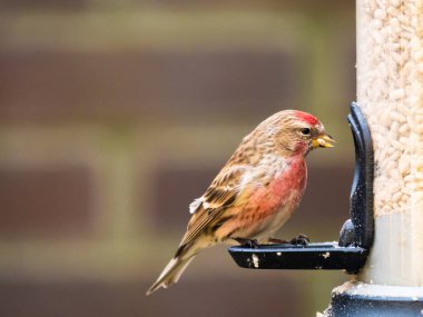 Yetişkin erkek daha az redpoll, Acanthis kabare, kuş besleme yuvasına Bahçe, Hollanda üzerinde yemek