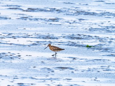 Yetişkin bar kuyruklu çulluğu, Limosa lapponica, düşük tide Wadden Denizi, Hollanda, çamur düz besleme