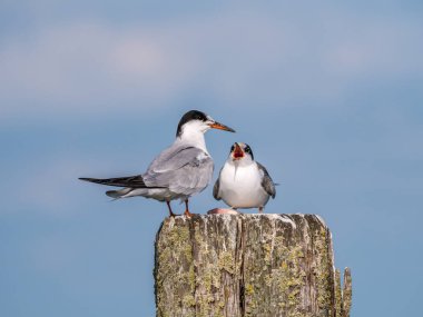 Bayağı sumru, Sterna hirundo, yetişkin çocuk ayakta besleme ahşap direğe, De Kreupel, Hollanda