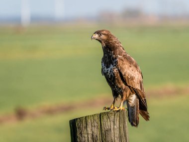 Tarım arazisi, Eempolder, Hollanda içinde ahşap direğe tıraşlama şahin, Buteo buteo, portresi
