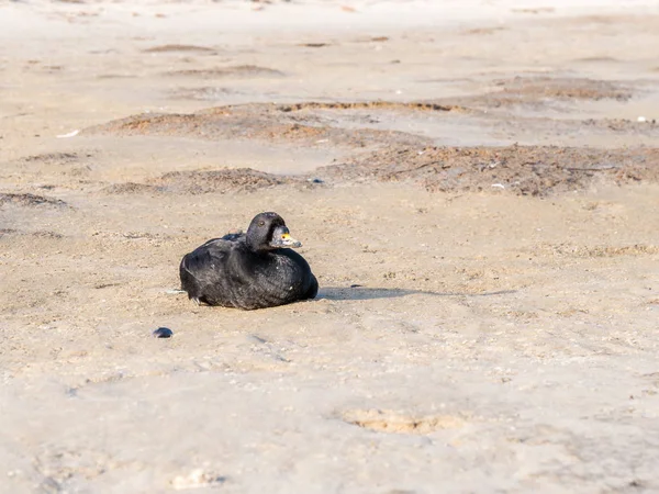 Masculino Comum Scoter Melanitta Nigra Sentado Areia Praia Boschplaat Ilha — Fotografia de Stock