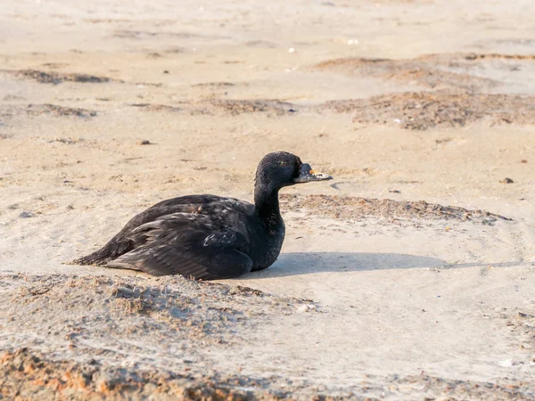 Чоловічий Поширені Scoter Melanitta Nigra Сидячи Пісок Пляжу Boschplaat Острові — стокове фото