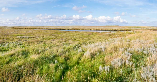 Панорама Солончаков Ручьем Песчаным Диваном Мраморной Травой Морской Лавандой Заповеднике — стоковое фото
