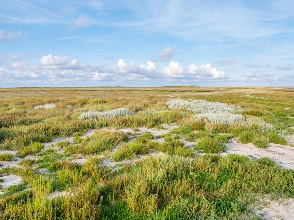 Salt Marshes Grasses Sea Lavender Nature Reserve Boschplaat Frisian Island — Stock Photo, Image