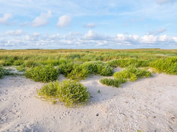 Europese Searocket Zeeraket Groeien Strand Kwelders Natuurreservaat Boschplaat Friese Eiland — Stockfoto