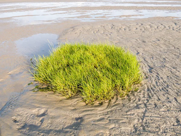 Sandflat Czasie Odpływu Sod Wspólnych Cordgrass Szuwary Długolistna Morze Wattowe — Zdjęcie stockowe