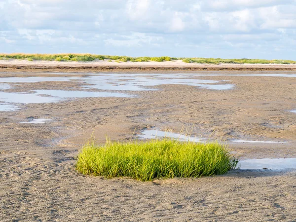 Sod Common Cordgrass Spartina Anglica Growing Tidal Flat Beach Nature — Stock Photo, Image