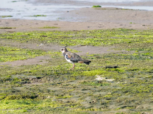 Northern Lapwing Vanellus Vanellus Caminhando Sobre Pântano Salgado Waddensea Maré — Fotografia de Stock