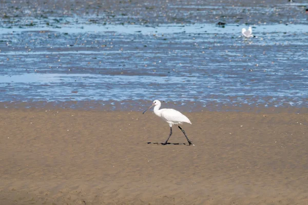 Spatule Eurasienne Platalea Leucorodia Marchant Sur Plat Sable Marée Basse — Photo