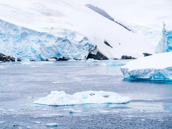 Dos Focas Cangrejo Descansando Sobre Hielo Canal Lemaire Península Antártica — Foto de Stock