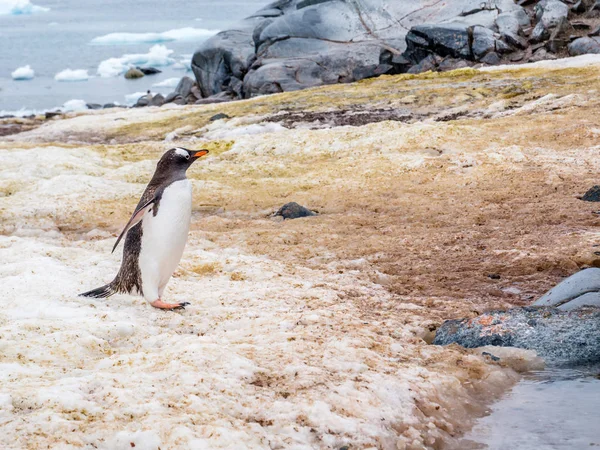 Gentoo Пінгвін Папуа Антарктичні Пінгвіни Перевалюючись Острови Антарктичного Півострова Антарктида — стокове фото