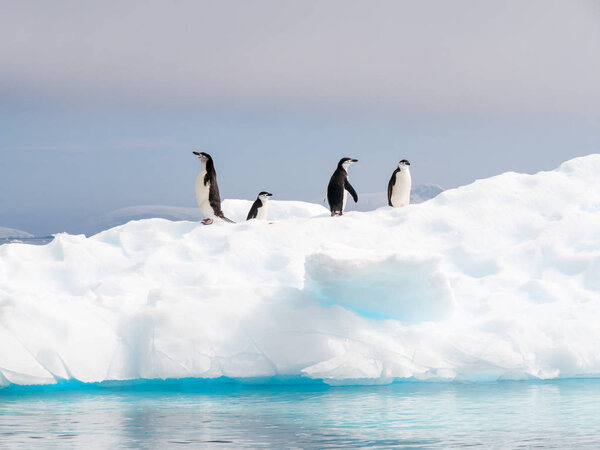 Четыре пингвина, Pygoscelis antarcticus, стоят на льдине в бухте Анны, пролив Герлаха, Антарктический полуостров, Антарктида
