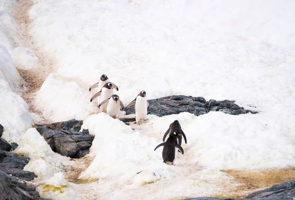 Gentoo Пінгвіни Антарктичні Пінгвіни Папуа Ходити Вгору Вниз Шосе Пінгвіна — стокове фото