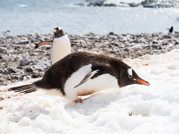 Gentoo Пінгвін Антарктичні Пінгвіни Папуа Їдять Снігу Пляжі Cuverville Острова — стокове фото