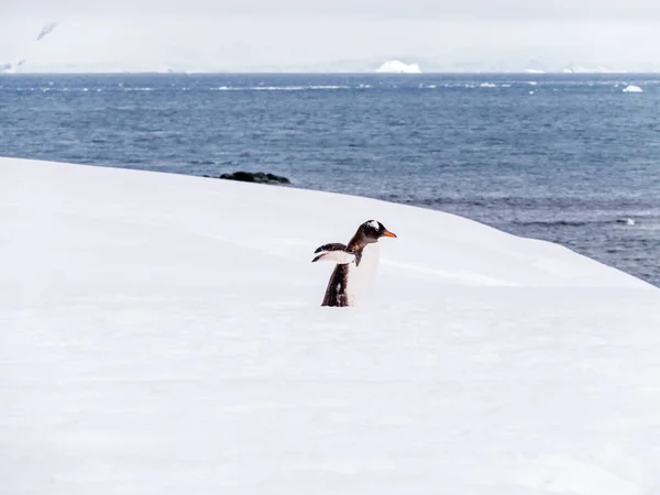 Pinguim Gentoo Pygoscelis Papua Caminhando Neve Porto Mikkelsen Ilha Trinity — Fotografia de Stock