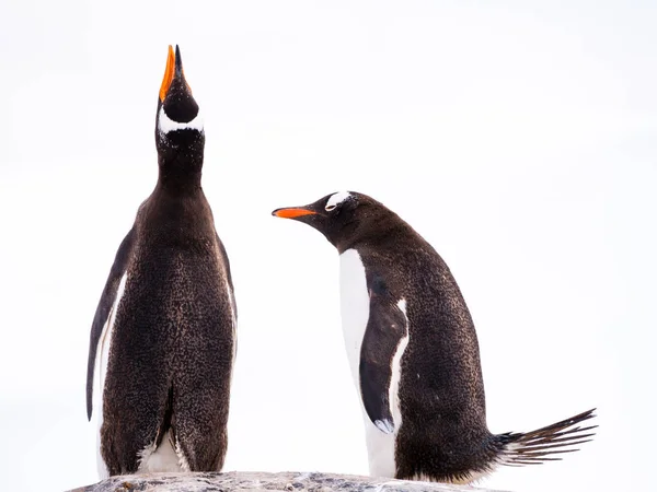 Пара Gentoo Пінгвінів Папуа Антарктичні Пінгвіни Пліч Пліч Один Виклик — стокове фото
