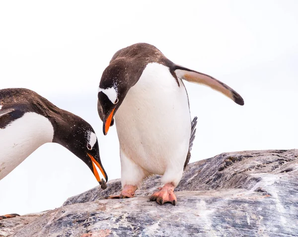 Чоловічий Gentoo Пінгвін Пропонуючи Камінь Партнера Який Кланяючись Стоячи Скелі — стокове фото