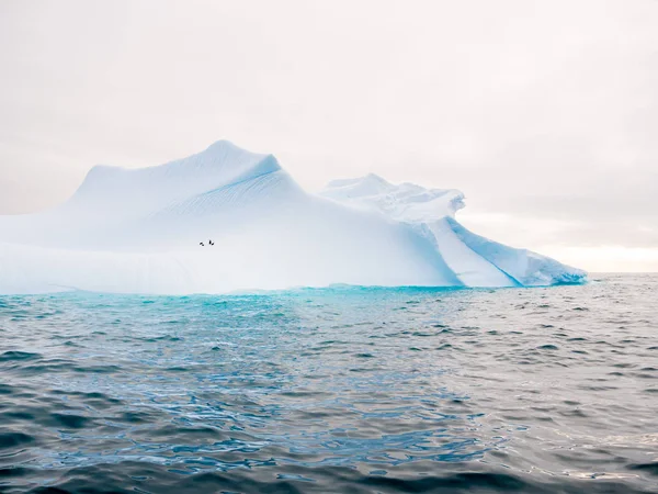 Quattro Pinguini Chinstrap Sul Pendio Dell Iceberg Vicino Spert Island — Foto Stock