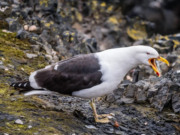 Porträt Der Seemöwe Larus Dominicanus Rufen Mit Offenem Schnabel Hannah — Stockfoto