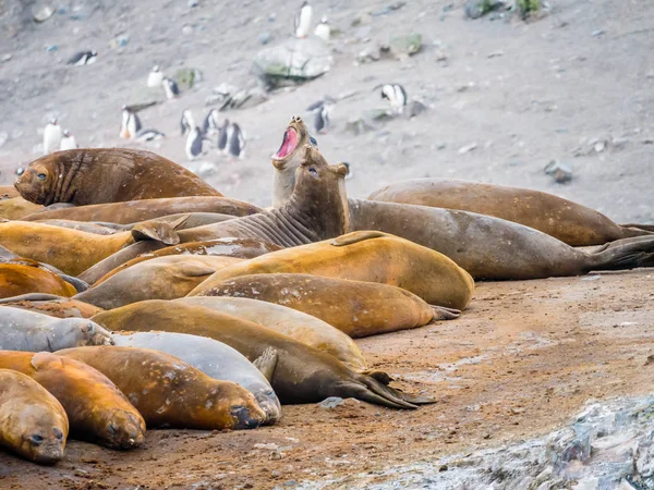 Selos Elefantes Sul Mirounga Leonina Hannah Point Livingston Island Ilhas — Fotografia de Stock