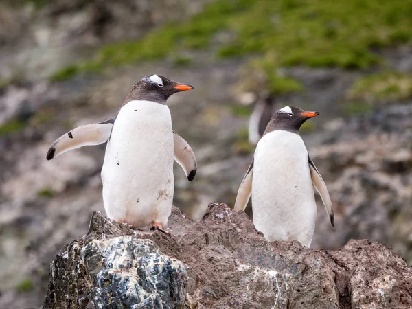 Пара Gentoo Пінгвіни Антарктичні Пінгвіни Папуа Стоячи Скелі Ханна Точки — стокове фото