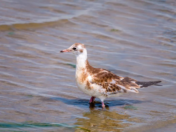 Νεανική Μαυροκέφαλος Γλάρος Chroicocephalus Ridibundus Στέκεται Ρηχά Νερά Κατά Την — Φωτογραφία Αρχείου