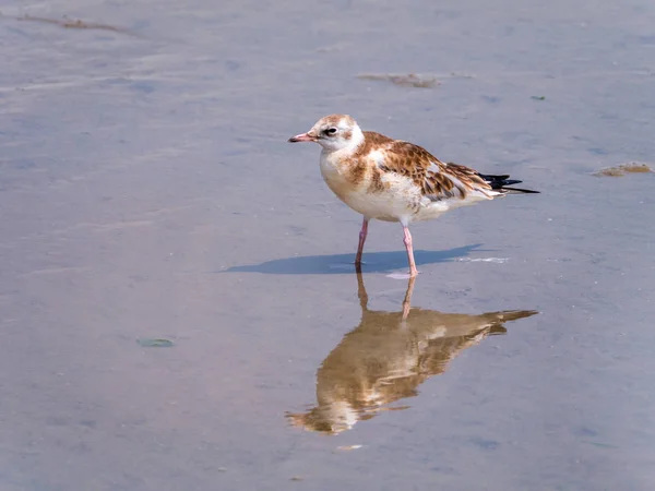 Juvenile Black Headed Gull Chroicocephalus Ridibundus Standing Shallow Water Low — Stock Photo, Image