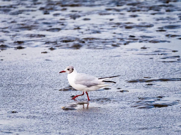 Adult Black Headed Gull Chroicocephalus Ridibundus Non Breeding Plumage Wading — Stock Photo, Image