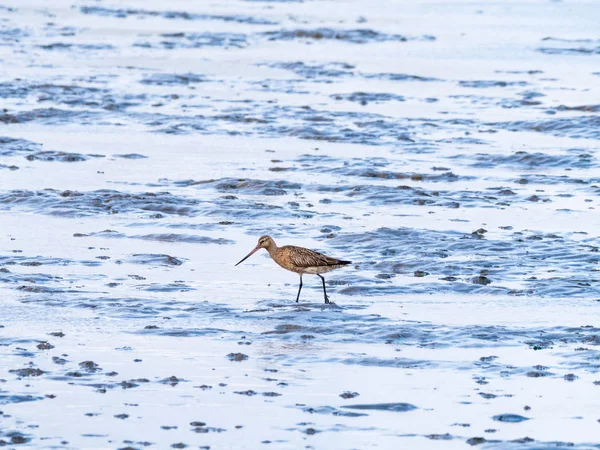 Tourterelle Queue Barrée Adulte Limosa Lapponica Nourrissant Boue Plate Marée — Photo