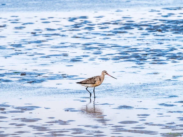 Godwit Adulto Limosa Lapponica Alimentando Lama Plana Maré Baixa Mar — Fotografia de Stock