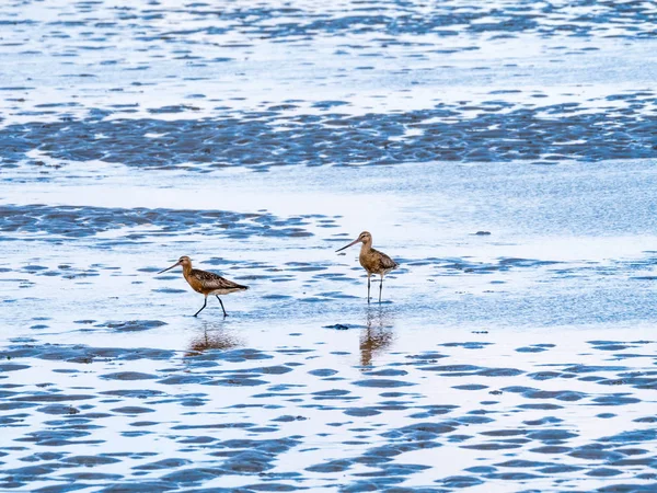 Dois Godwits Adultos Cauda Barra Limosa Lapponica Alimentando Lama Plana — Fotografia de Stock