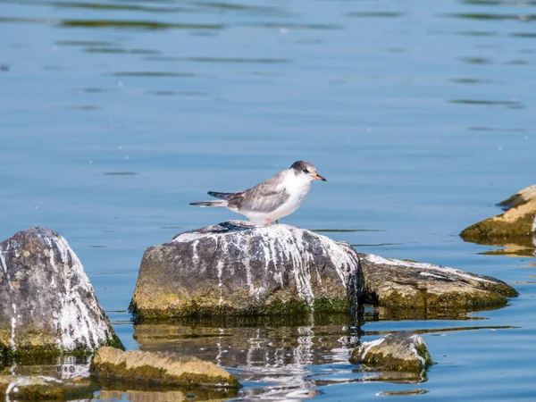 Seeschwalbe Sterna Hirundo Jungtier Steht Auf Felsen Wasser Kreupel Niederlande — Stockfoto