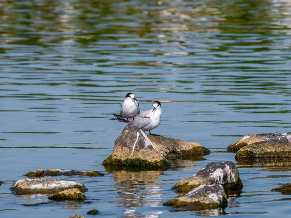 Dois Terns Comuns Adultos Sterna Hirundo Plumagem Não Reprodutiva Sobre — Fotografia de Stock