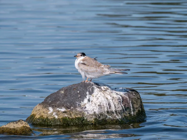Common Tern Sterna Hirundo Juvenil Sobre Rocha Água Kreupel Países — Fotografia de Stock