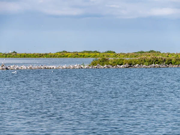 Terns Gulls Resting Rocks Nature Reserve Kreupel Island Ijsselmeer Países — Foto de Stock