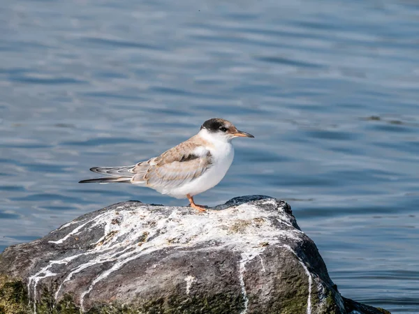 Sterne Pierregarin Sterna Hirundo Juvénile Debout Sur Rocher Dans Eau — Photo