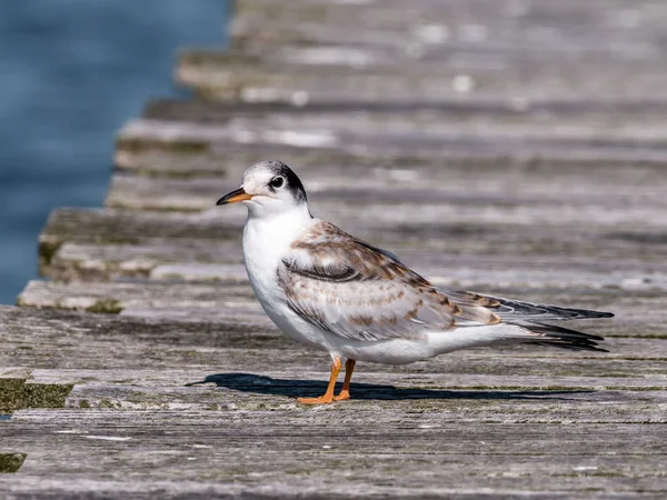 Θαλασσοχελιδόνα Hirundo Sterna Νεανική Στέκεται Πάνω Ξύλινη Προβλήτα Kreupel Ολλανδία — Φωτογραφία Αρχείου