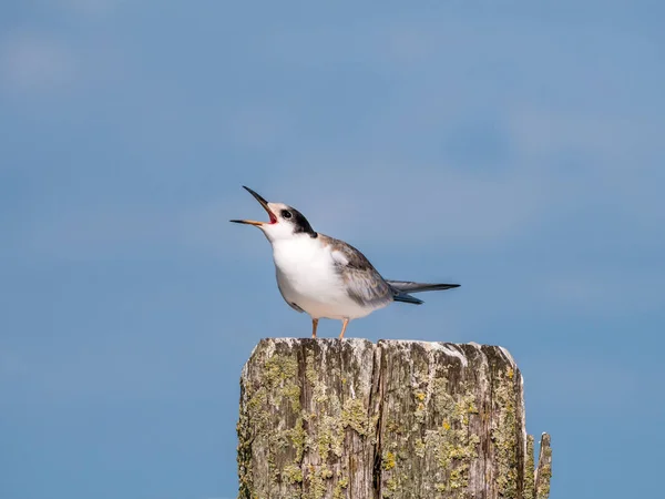 Tern Comum Sterna Hirundo Gritos Juvenis Por Comida Poste Madeira — Fotografia de Stock