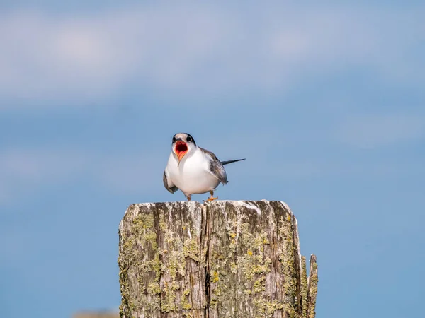 Rybák Obecný Sterna Hirundo Juvenilní Křik Pro Potraviny Dřevěnou Tyč — Stock fotografie