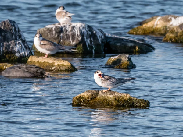 Common Tern Sterna Hirundo Juvenil Gritando Por Comida Roca Agua —  Fotos de Stock