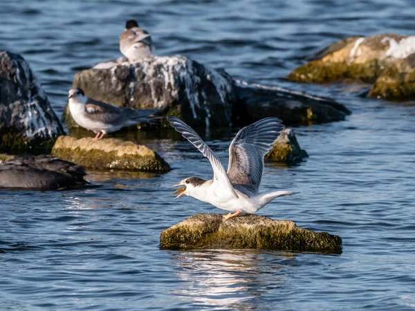 Common Tern Sterna Hirundo Juvenile Fish Beak Standing Rock Water — Stock Photo, Image