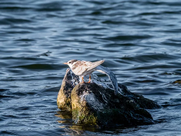 Common Tern Sterna Hirundo Juvenile Stretching Wing Standing Rock Water — Fotografia de Stock