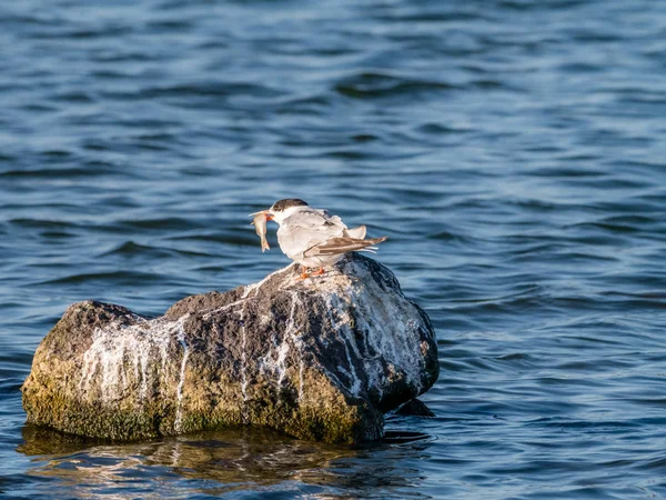 Common Tern Sterna Hirundo Juvenil Com Peixes Sobre Rocha Água — Fotografia de Stock